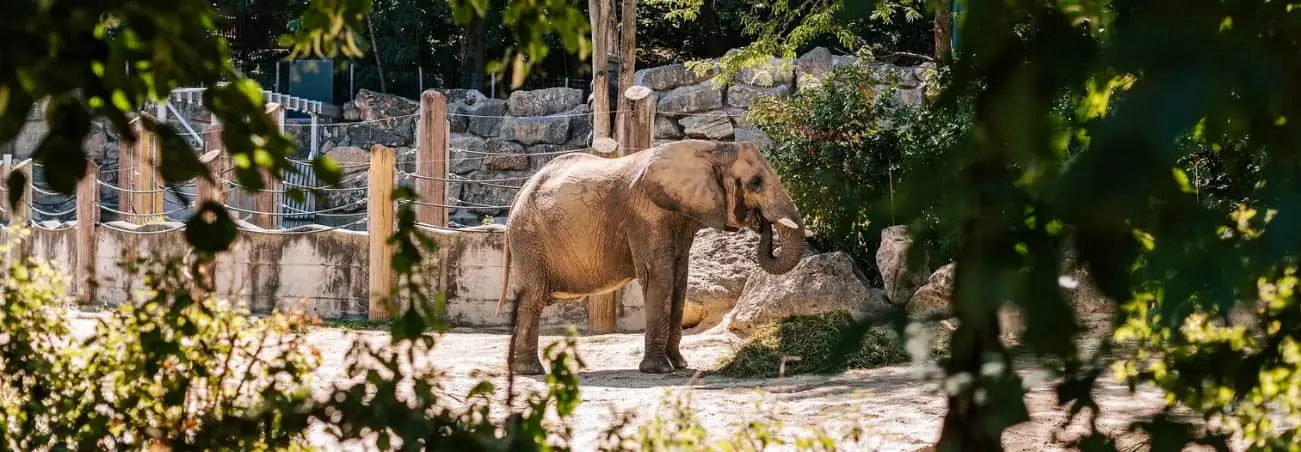 Schonbrunn Zoo Skip The Line Tickets