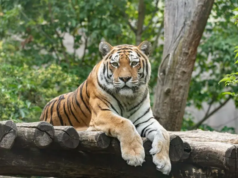 Entradas Sin Cola Para El Zoo De Schönbrunn